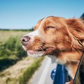 A Nova Scotia Duck Tolling Retriever sticking its head out of the window of a moving car.