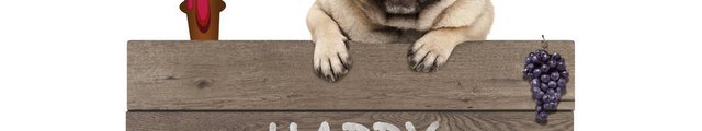 A cream coloured pug wearing a pilgrim hat. It is sitting over a wood sign that says Happy Thanksgiving.
