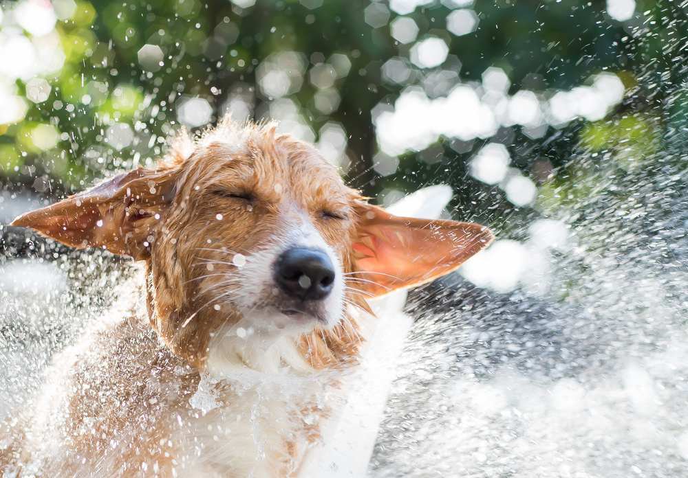 A tan and white corgi shaking water off.