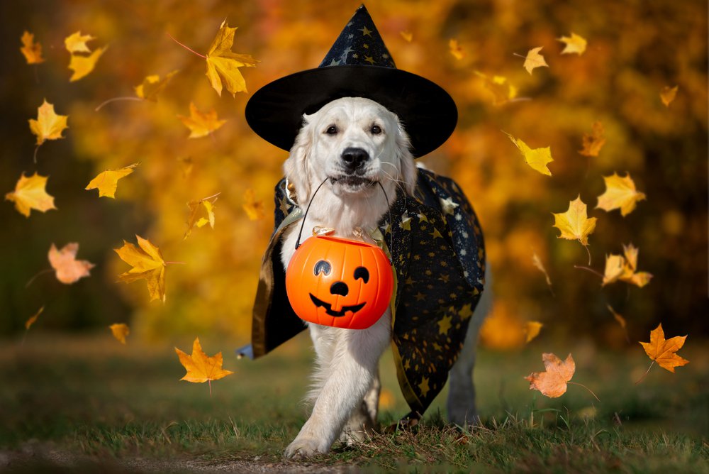 A labrador retriever dog dressed in a witch's hat and cape. It is carrying a jack o'lantern bag in its mouth.