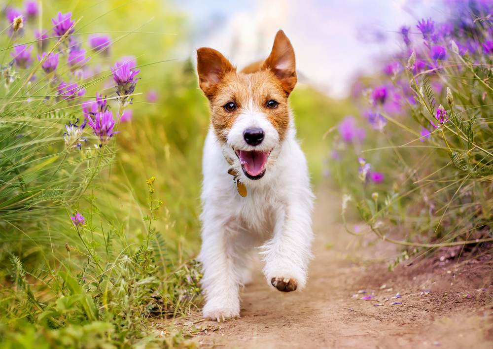 A white and brown jack russell terrier dog running in a field of purple flowers.