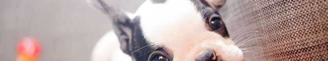 A black and white boston terrier puppy chewing on a red ball.