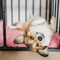 A Pembroke Welsh Corgi dog laying on its back inside a black crate.