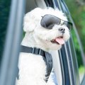 A Maltese dog wearing sunglasses sticking its head out of a car window.