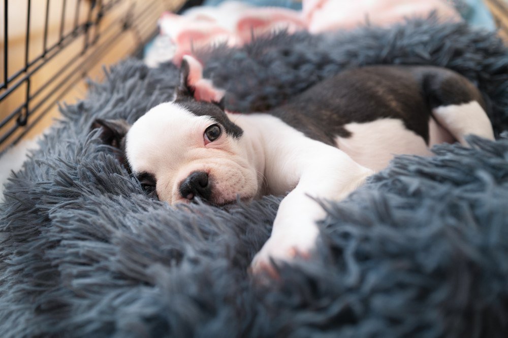 A black and white boston terrier puppy lying on a fluffy dog bed inside a crate.