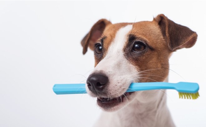 A white and brown jack russell terrier dog holding a blue toothbrush with its mouth.
